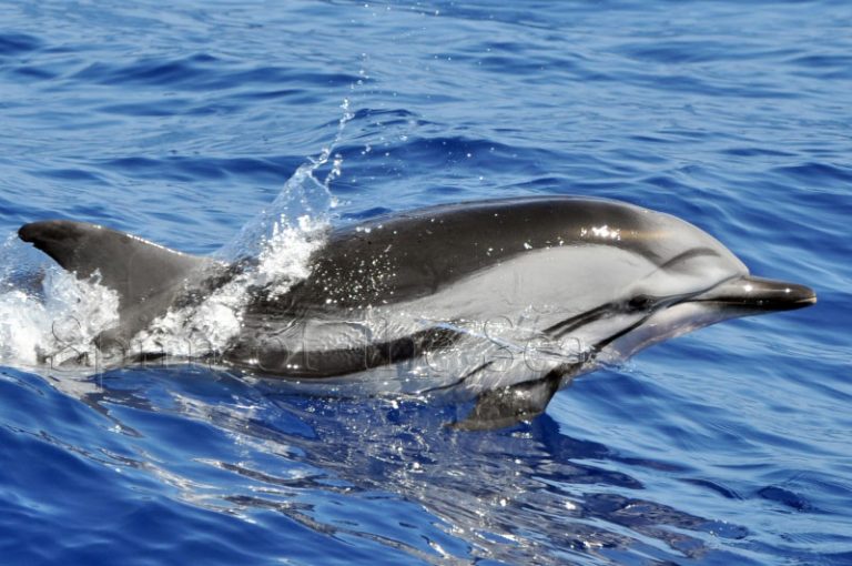 Delfines Gran Canaria