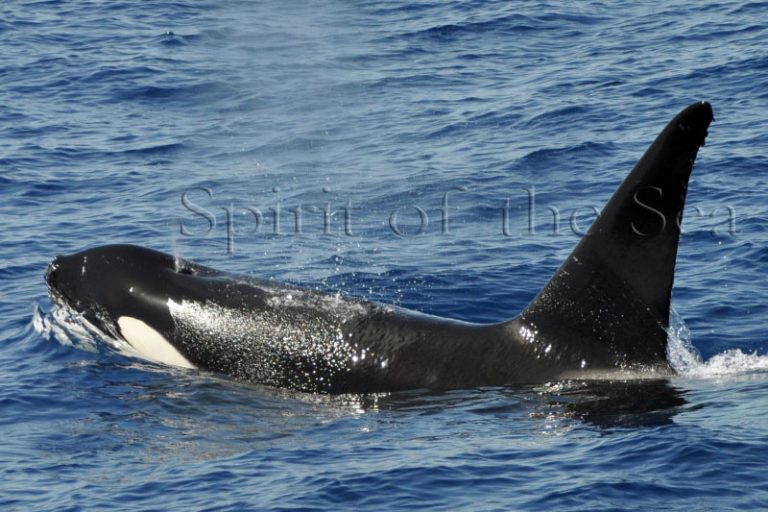 Orcas - Spirit of the Sea