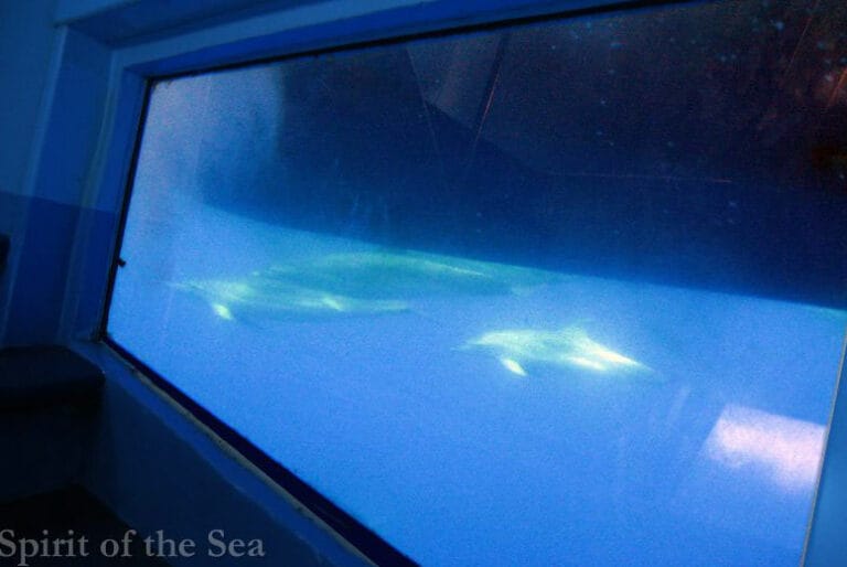 glass bottom catamaran