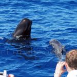 cetaceos en Canarias