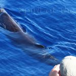 ballenas y delfines en Canarias