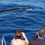 ballenas en canarias