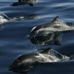 cetaceos