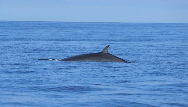 Rorcual / ballena