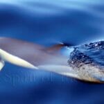Delfín común (Delphinus delphis)
