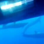 ballenas canarias
