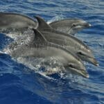 Delfín mular (Tursiops truncatuss)