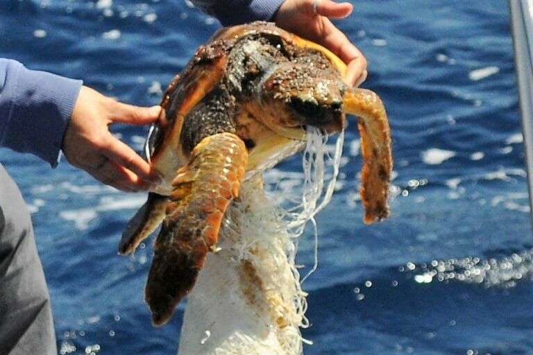 Estas basuras son un gran peligro para la fauna marina.
