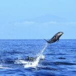 bottlenose dolphin jump