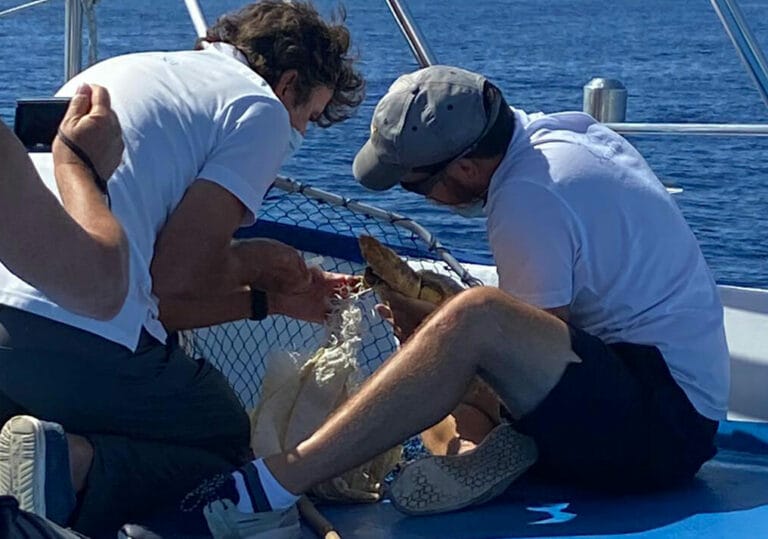 Rescate de tortugas por el Spirit of the Sea