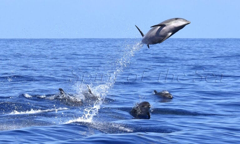 Tursiops Spirit