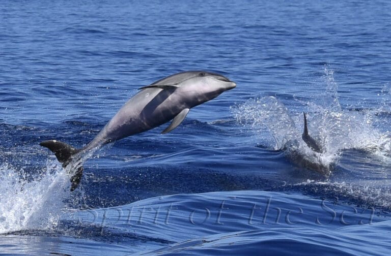 gran canaria dolphins
